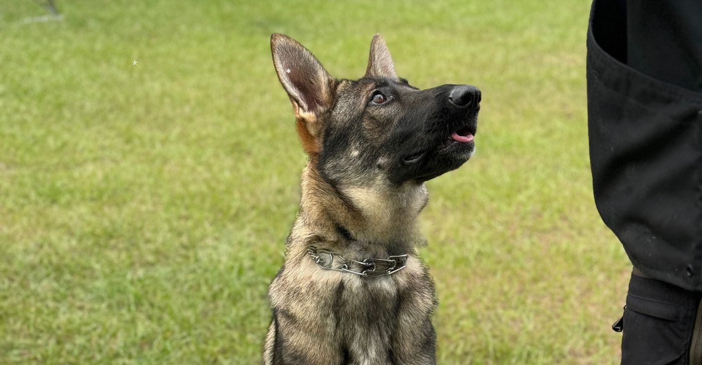 Board and Train Dog training - Patriot Canine Services